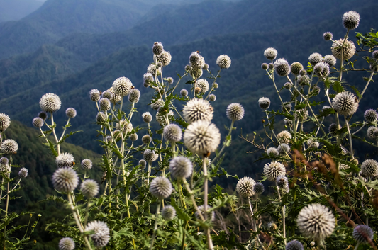 How Long Does It Take for Burdock Root to Cleanse Blood?