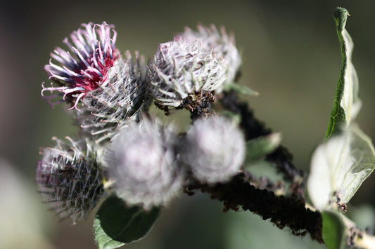 Burdock Root Benefits