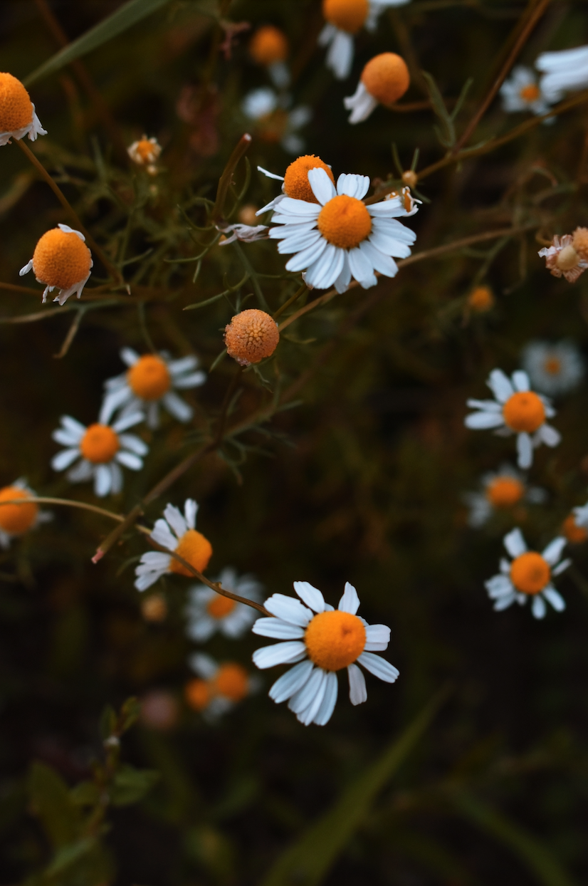 67 Chamomile Facts