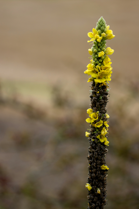 How to Use Mullein for Lungs