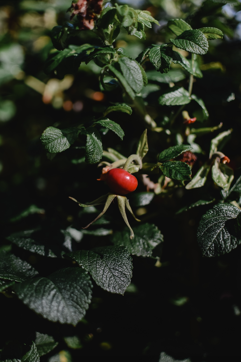 Benefits of Rosehip Tea