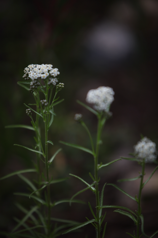 10 Yarrow Tea Recipes