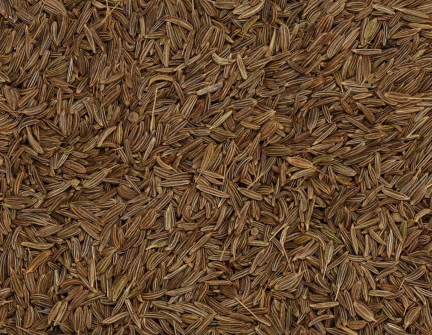 Caraway Seed (Organic)