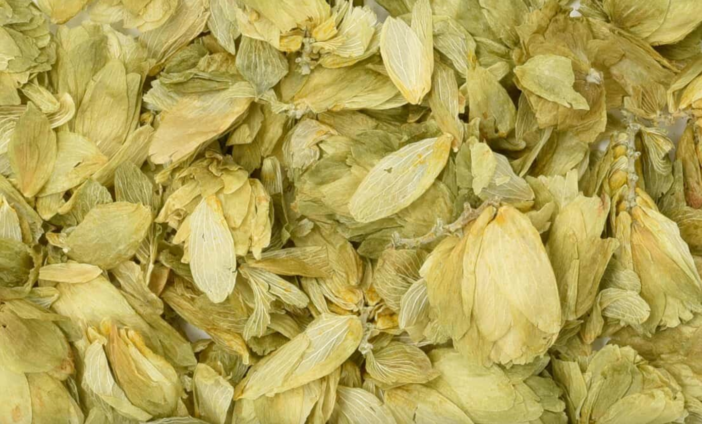 Close-up texture of dried hops flower, showing light green flowers used for teas and herbal remedies.