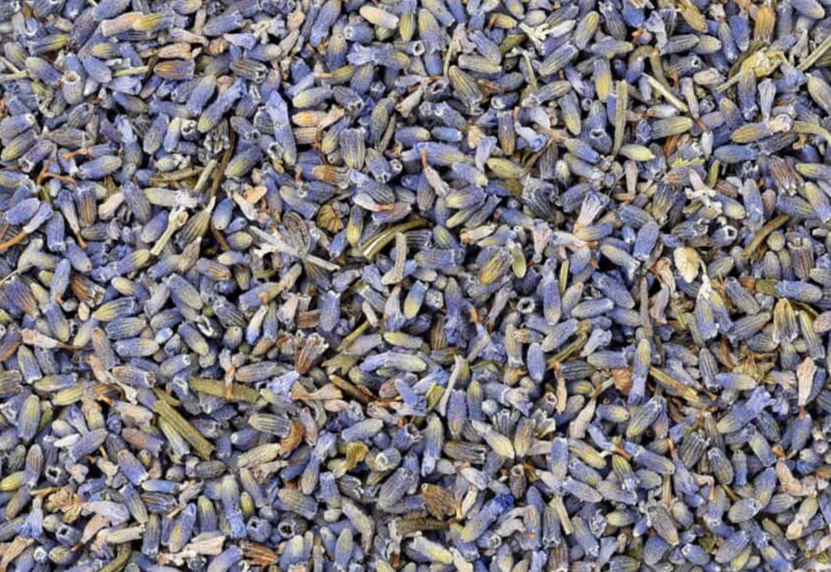 Close-up of dried lavender flowers, showing small purple flowers used for teas and herbal remedies.