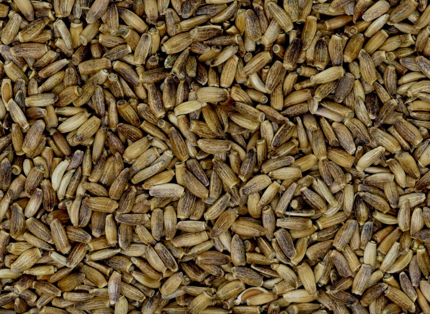 Milk Thistle Seed (Organic)