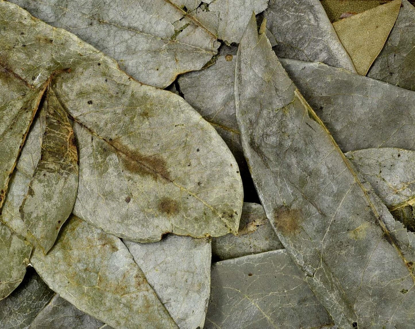 Soursop Leaf